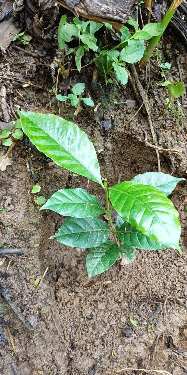 tree image
