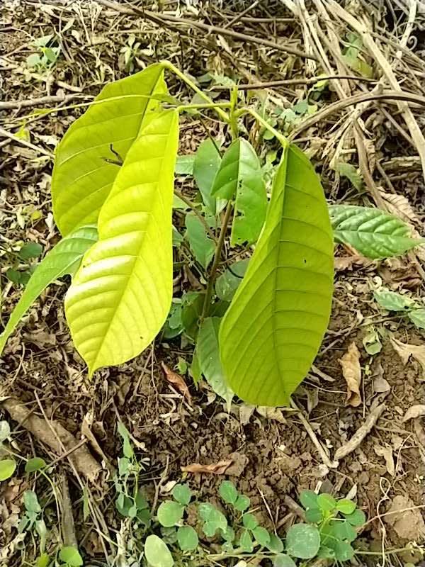 tree image