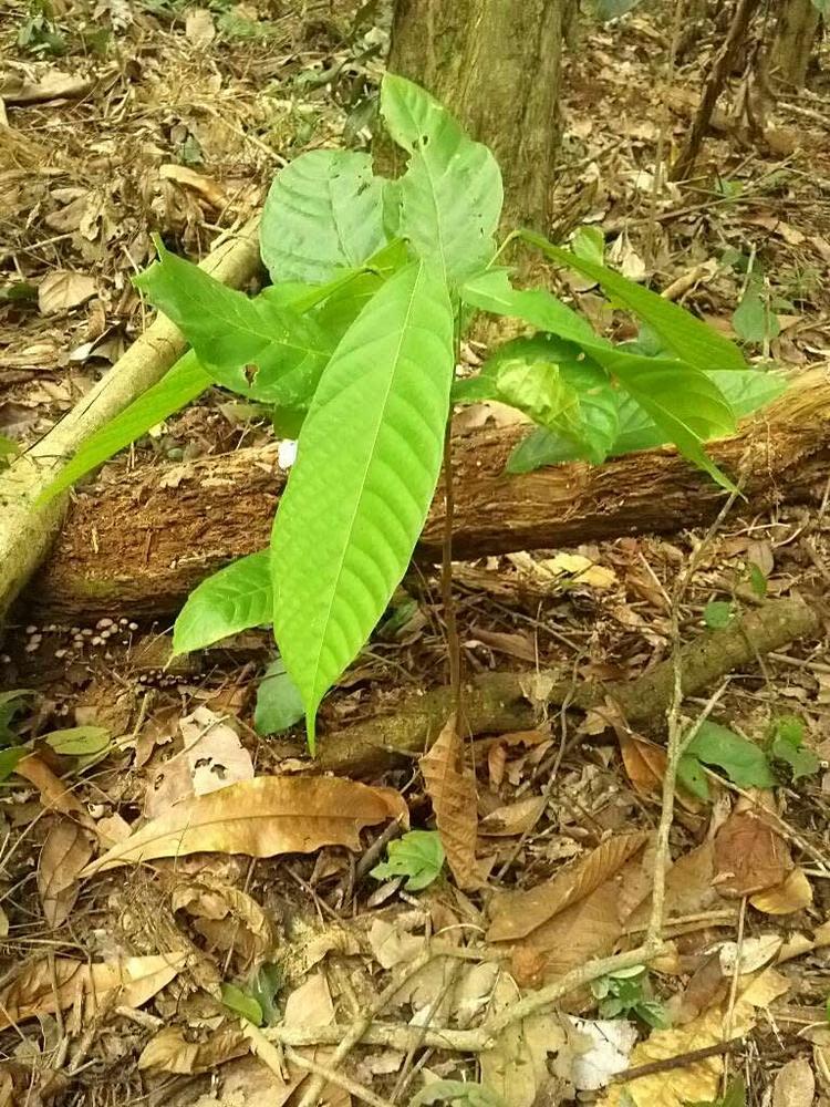 tree image
