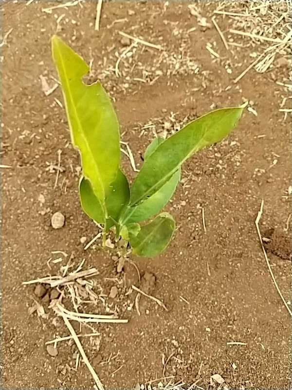 tree image