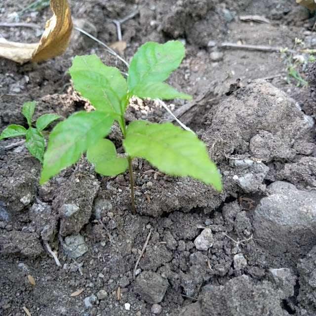tree image
