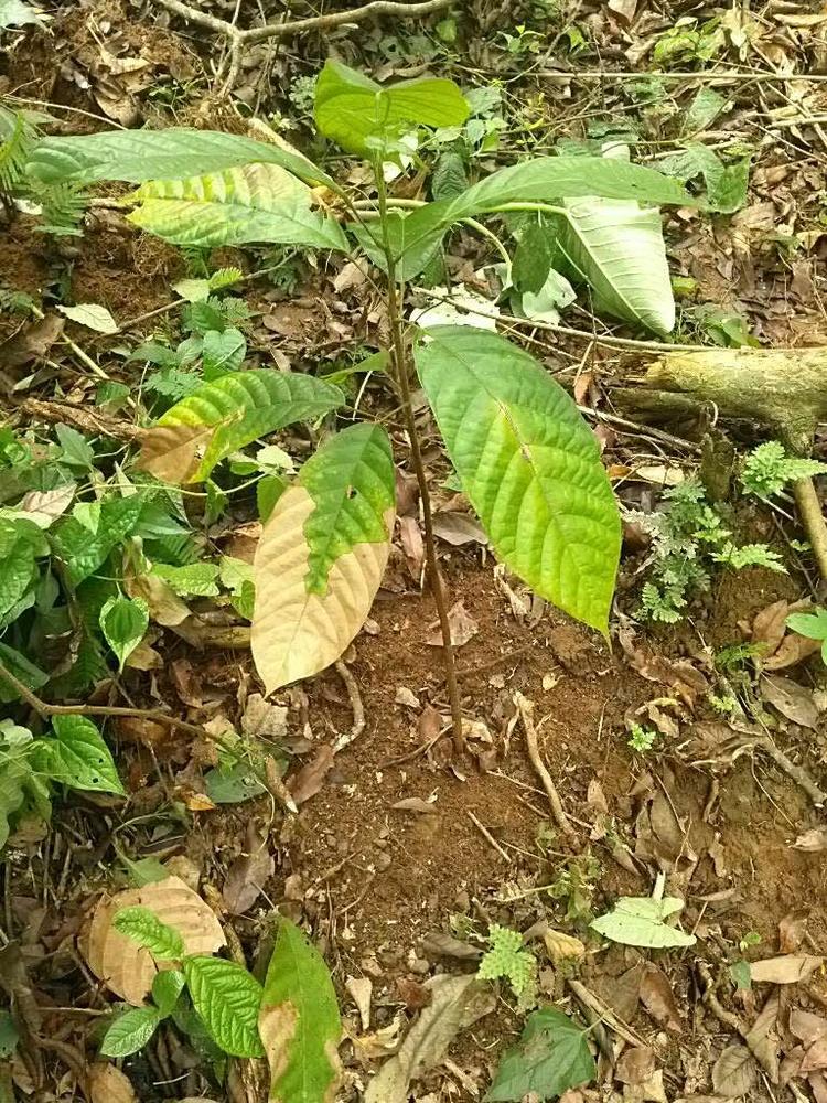 tree image