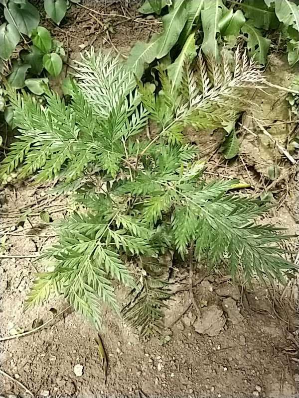 tree image