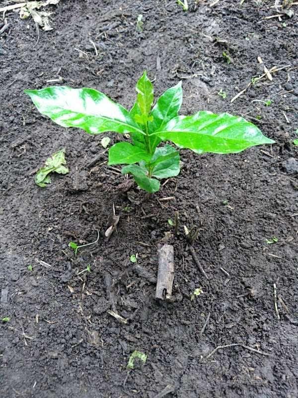 tree image