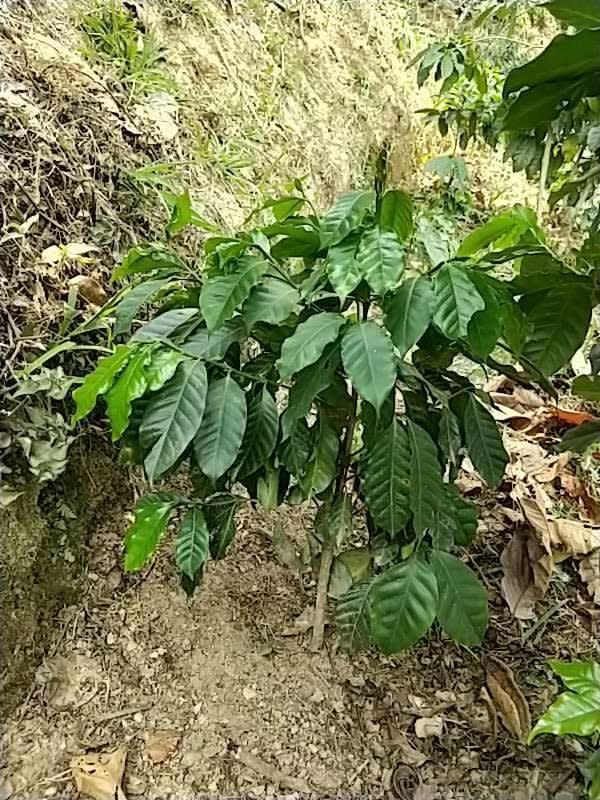 tree image