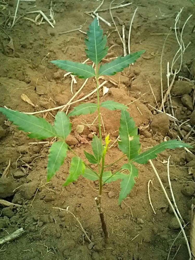 tree image
