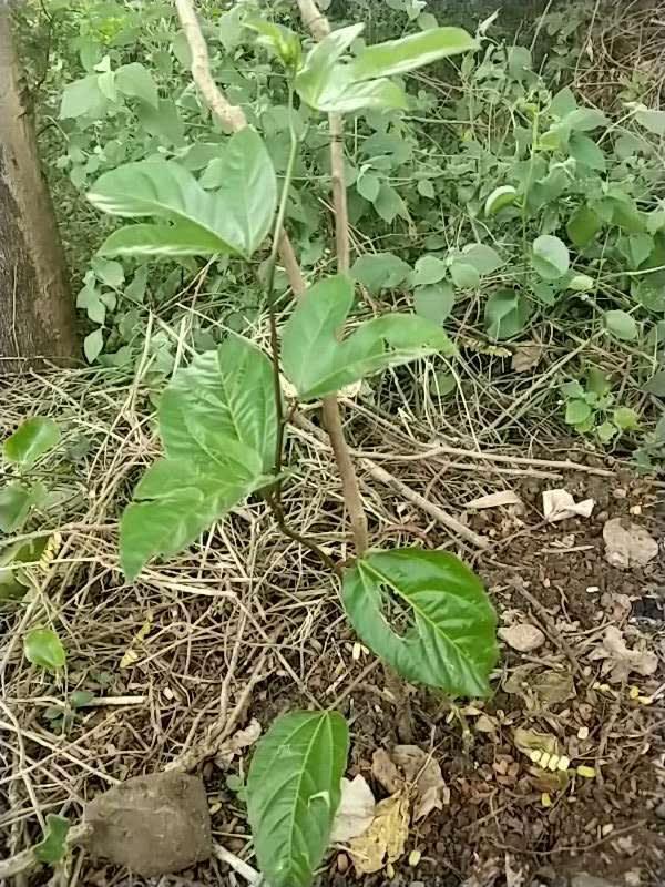 tree image