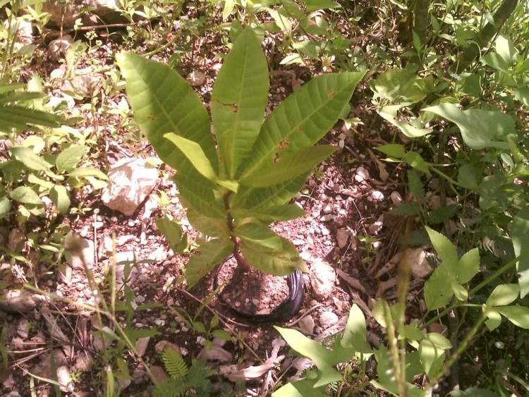 tree image