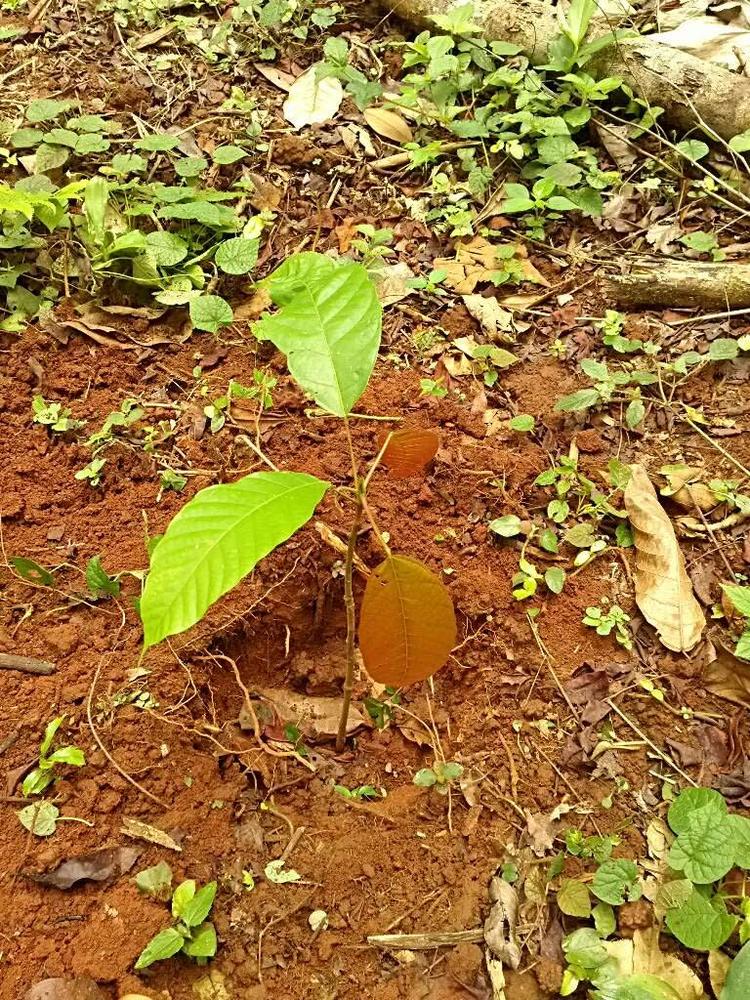 tree image