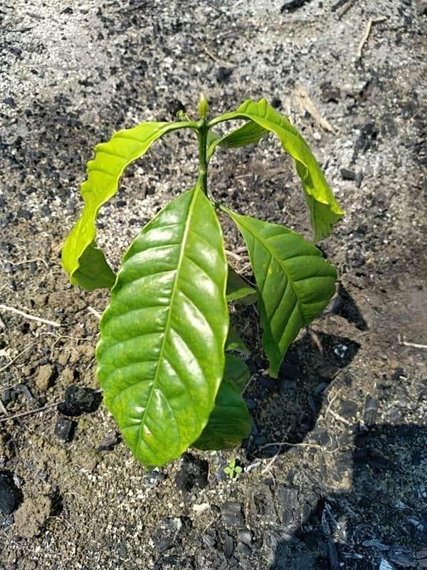 tree image