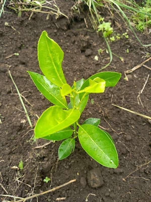 tree image