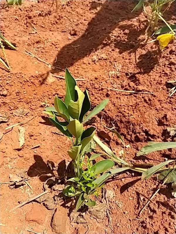 tree image