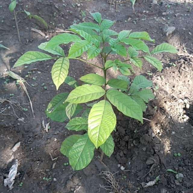 tree image