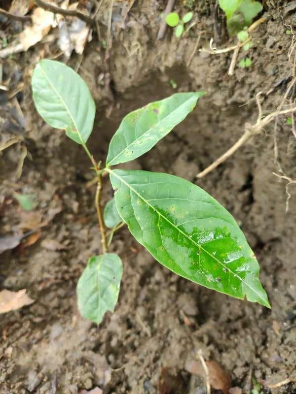 tree image