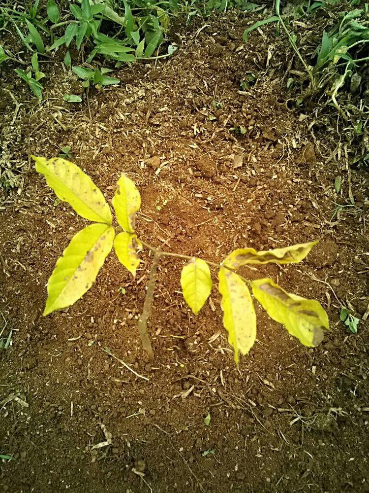 tree image