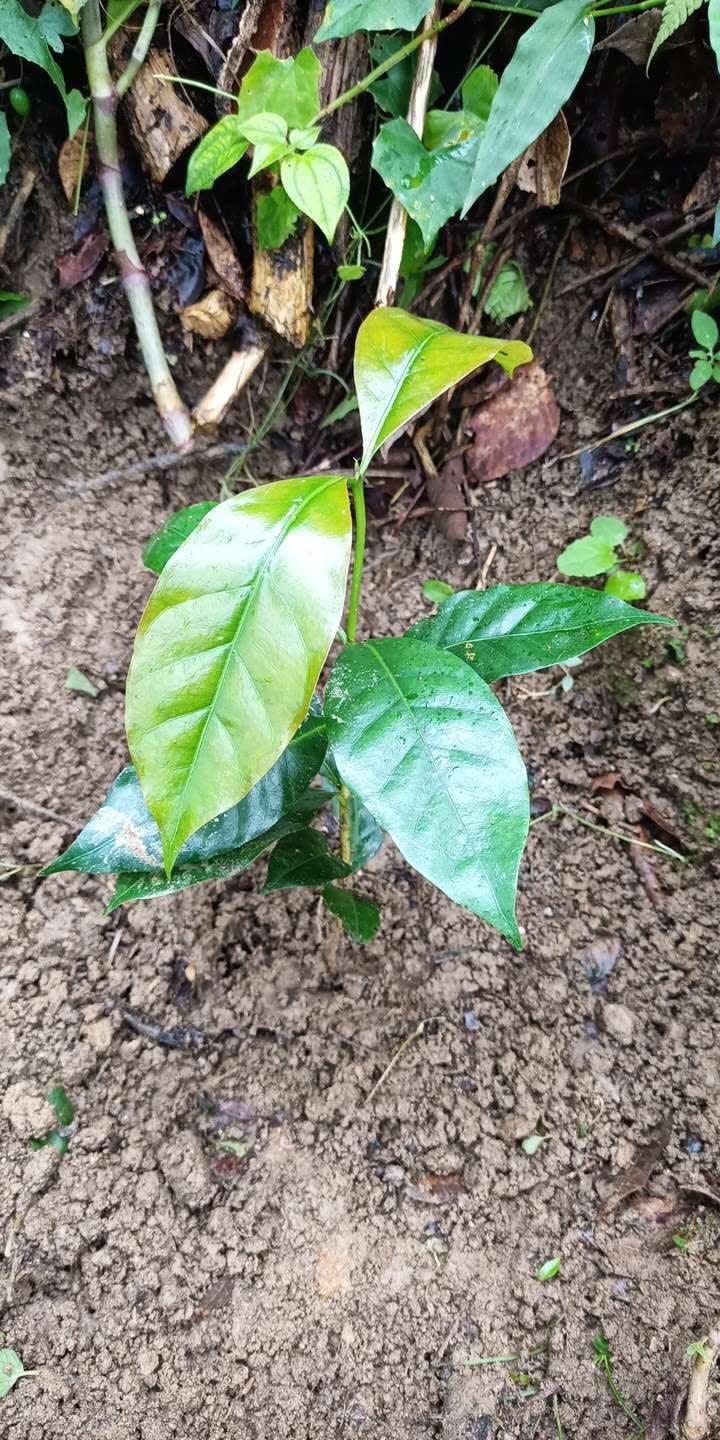 tree image