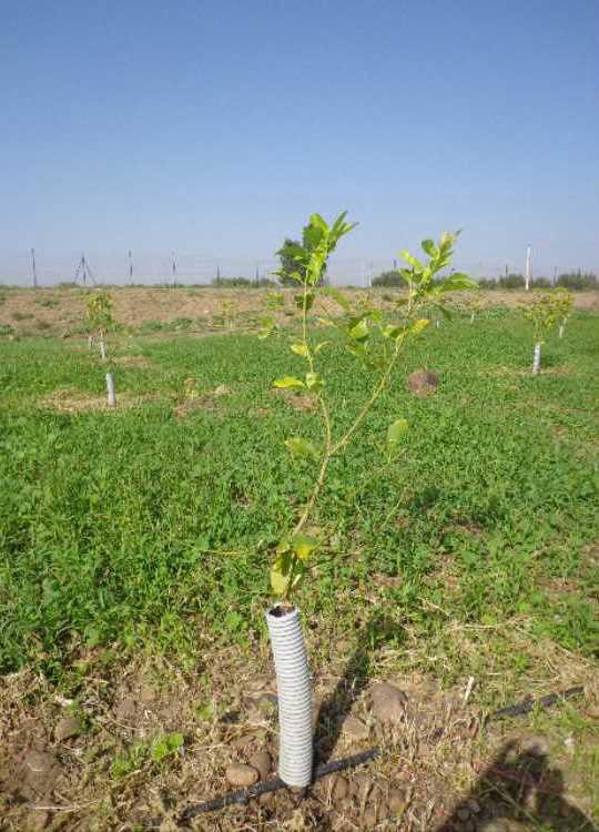 tree image
