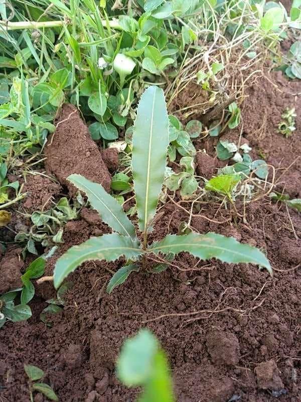 tree image