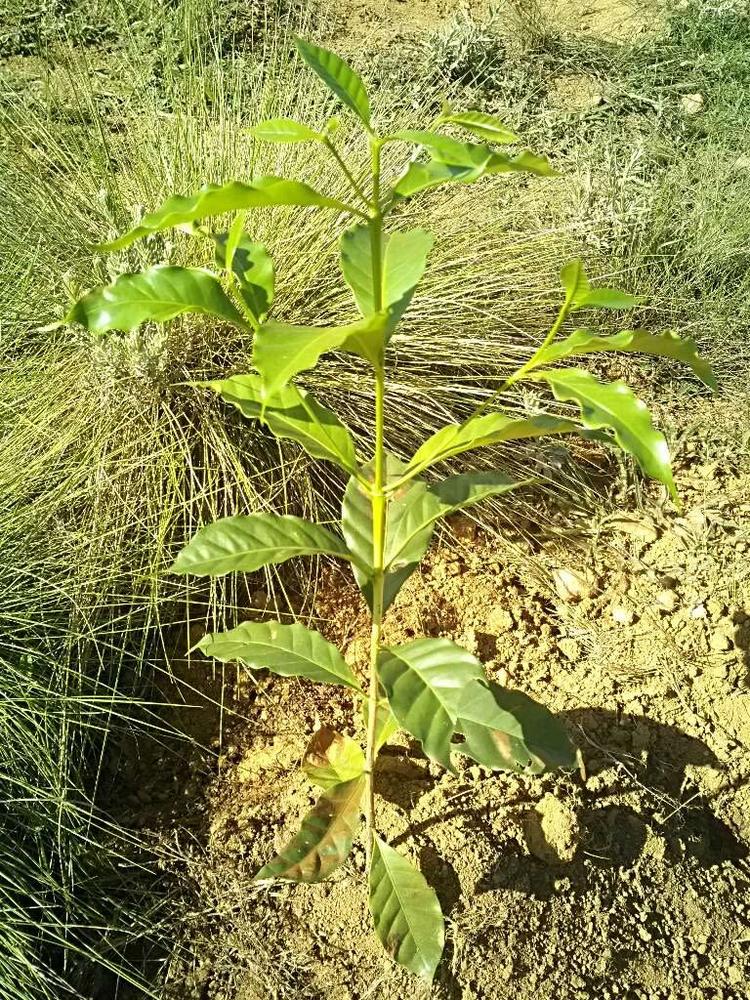 tree image