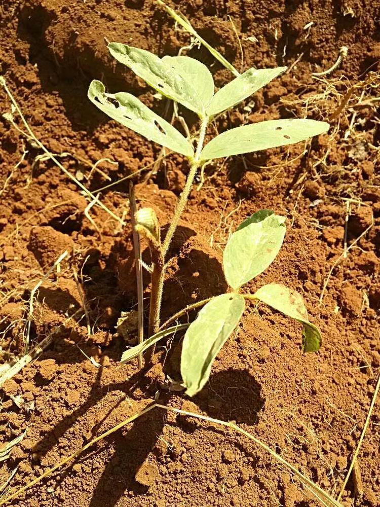 tree image