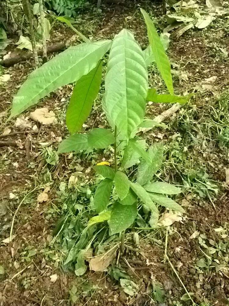 tree image
