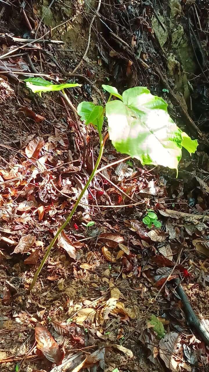 tree image