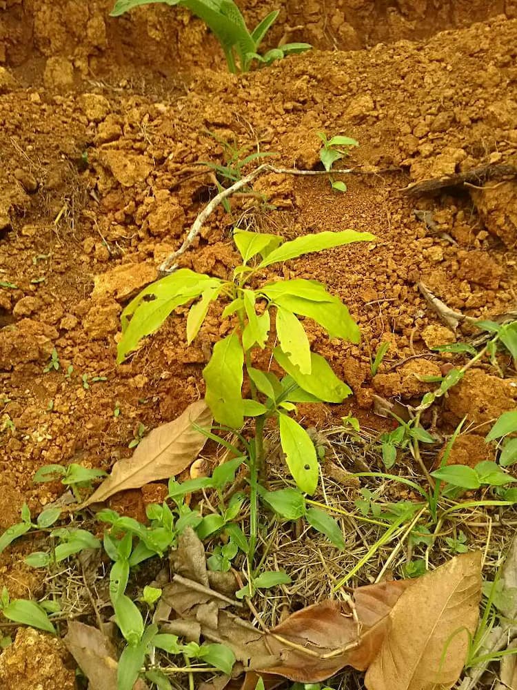 tree image