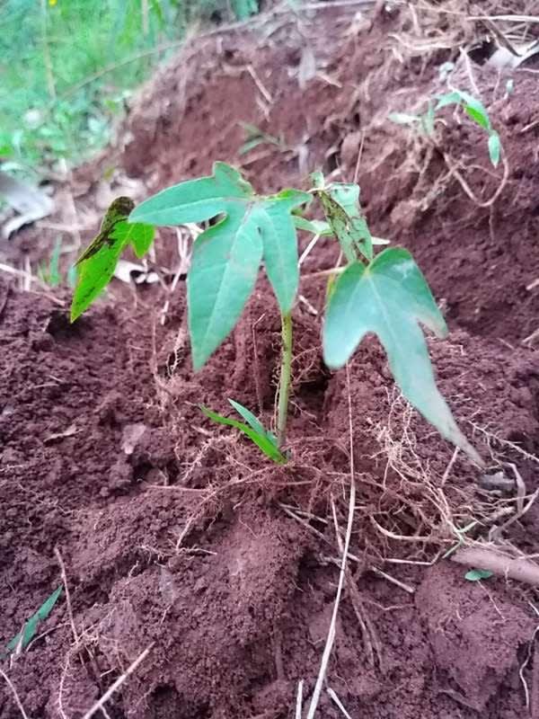 tree image