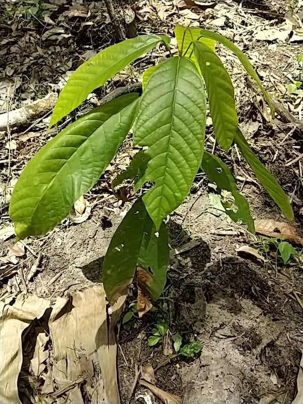tree image
