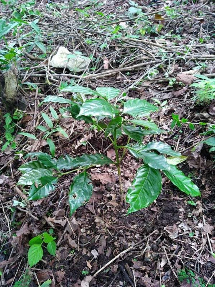 tree image