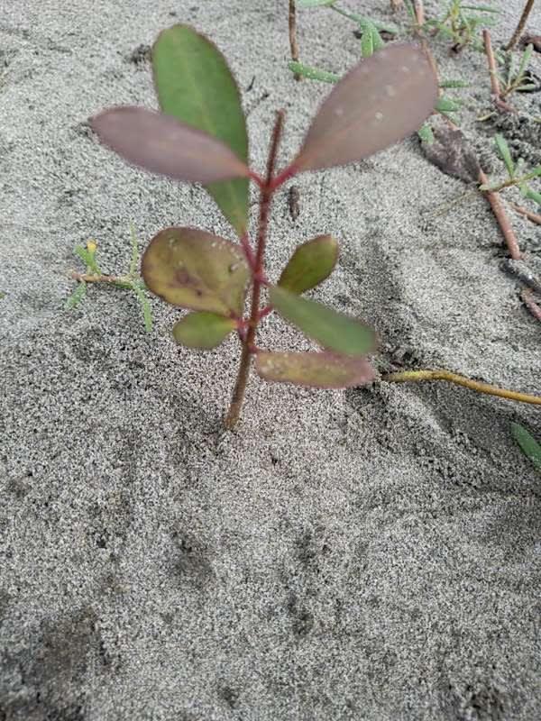 tree image