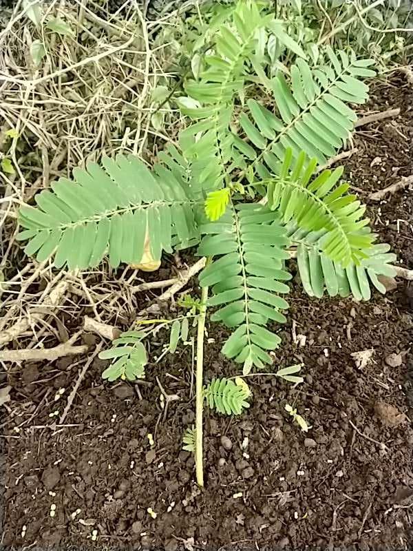 tree image