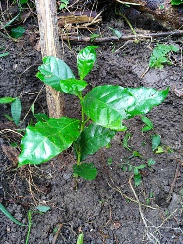 tree image