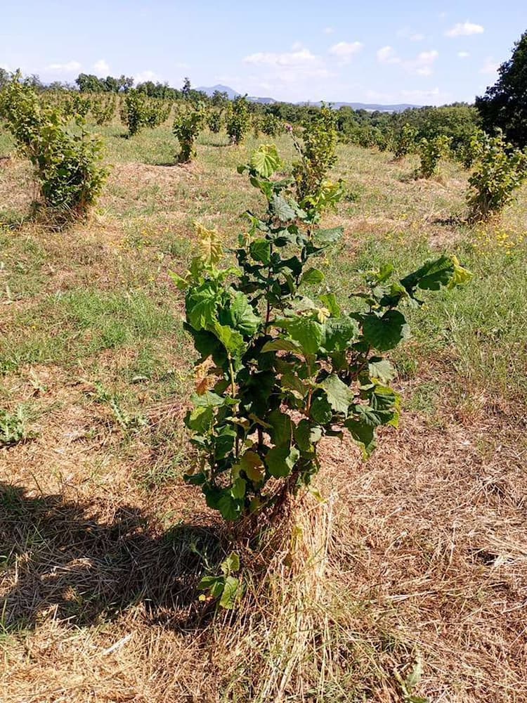 tree image