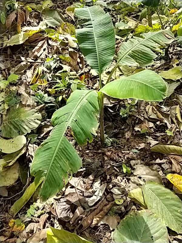 tree image