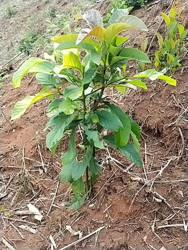 tree image