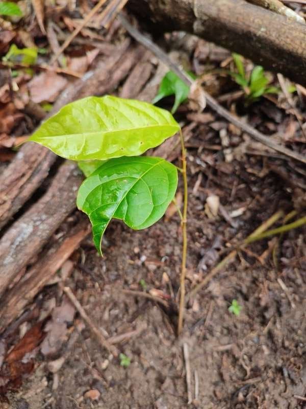 tree image