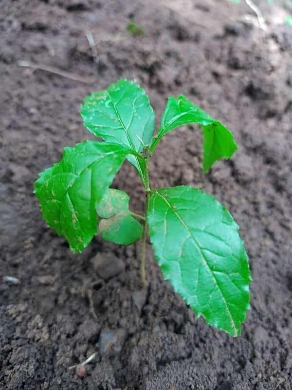tree image