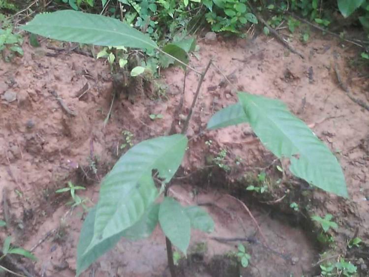 tree image