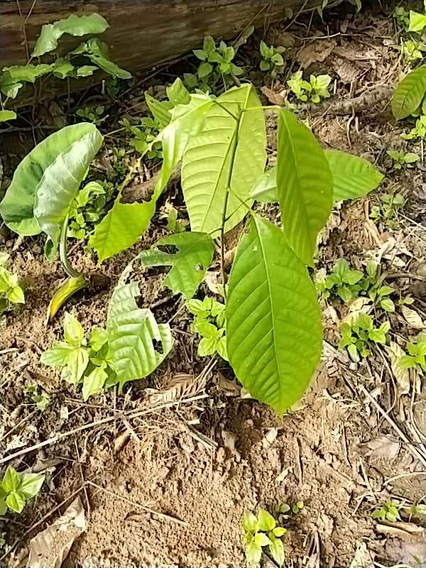 tree image