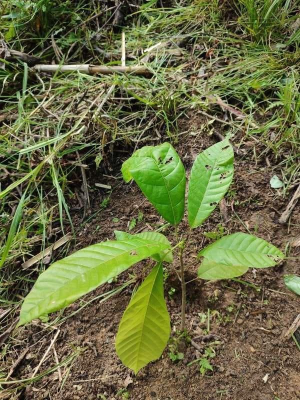 tree image