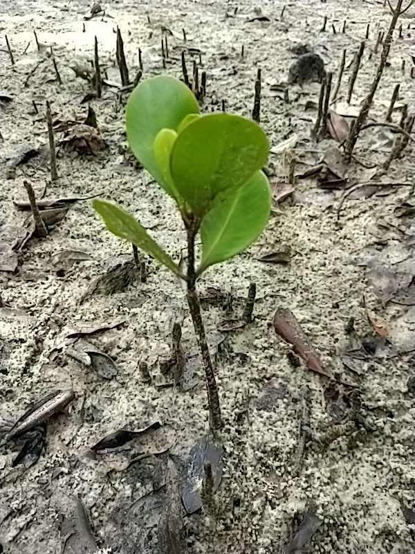 tree image