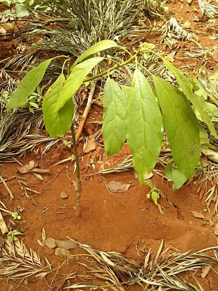 tree image