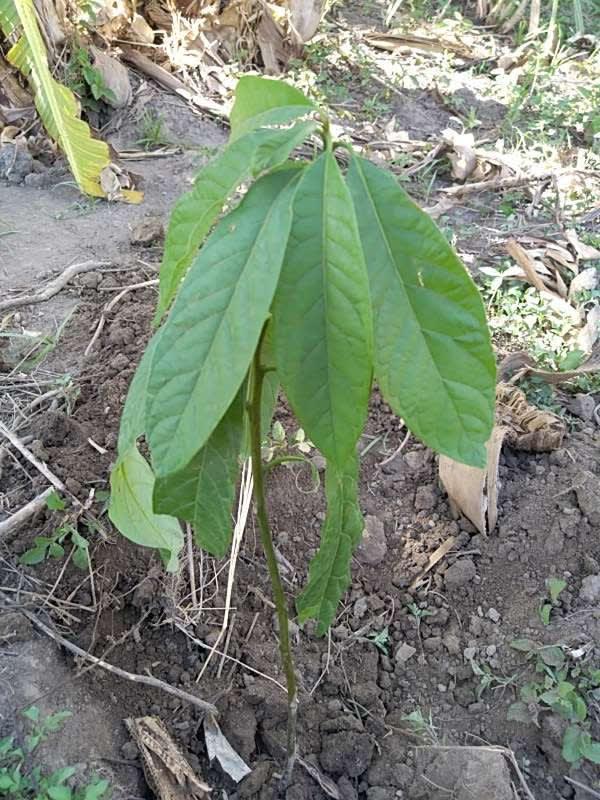 tree image