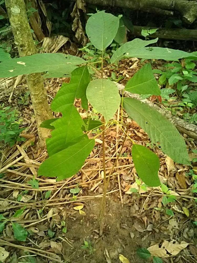 tree image