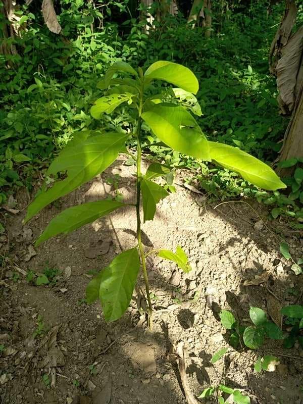 tree image