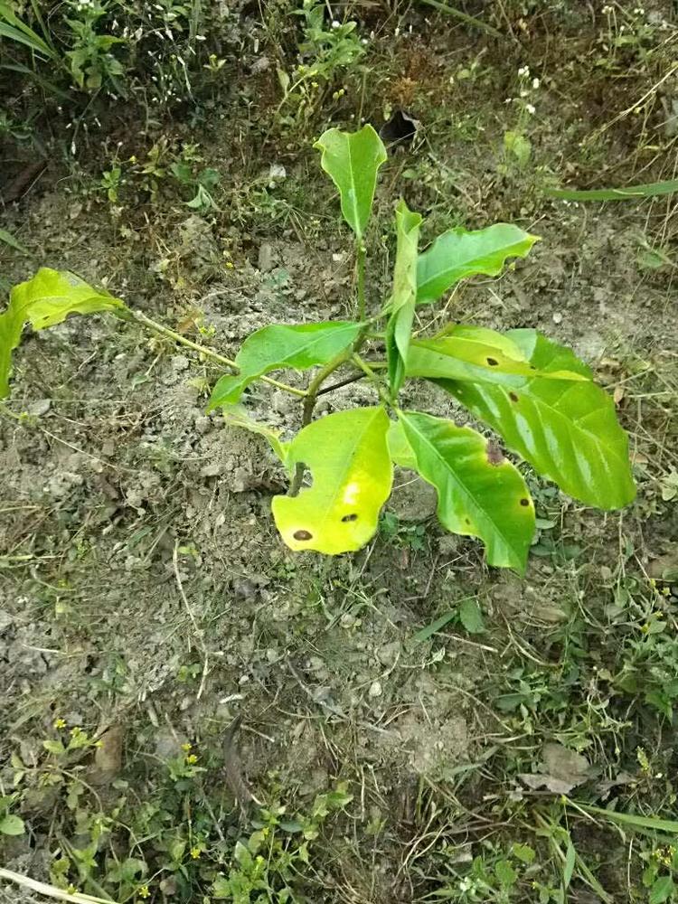 tree image