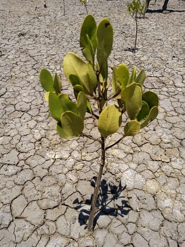 tree image