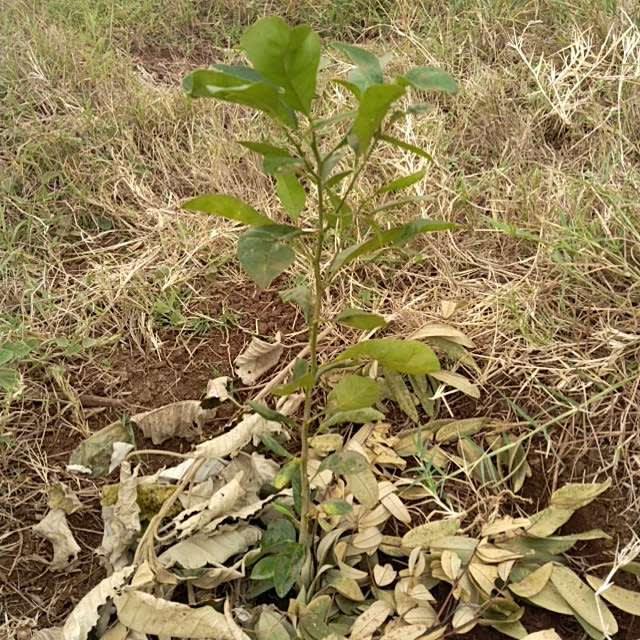 tree image
