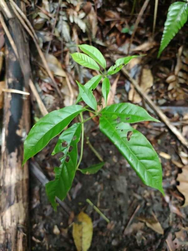 tree image